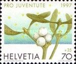 Mistletoe (Viscum album)