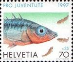 Three-spined Stickleback (Gasterosteus aculeatus)