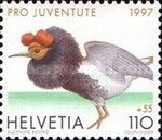 Ruff (Philomachus pugnax)