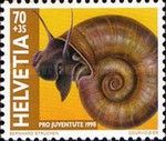 Great Ramshorn (Planorbarius corneus)