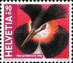Great Crested Grebe (Podiceps cristatus)