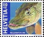 Northern Pike (Esox lucius)