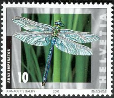 Blue Emperor Dragonfly (Anax imperator)