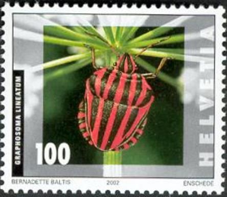 Striped Stink Bug (Graphosoma lineatum)
