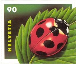 Seven-spotted Ladybird (Coccinella septempunctata)