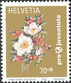 Christmas Rose (Helleborus niger)