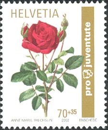 Rose "Ingrid Bergman"