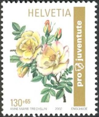 Rose "Frühlingsgold"