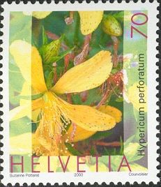 St. John's Wort (Hypericum perforatum)