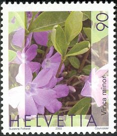 Dwarf Periwinkle (Vinca minor)