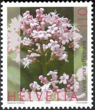 Valerian (Valeriana officinalis)