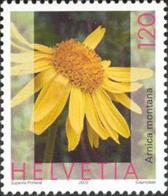 Arnica/Leopard's Bane (Arnica montana)