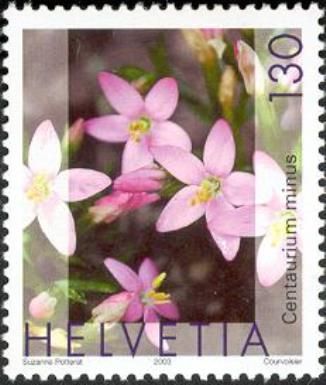 Centaury (Centaurium minus)