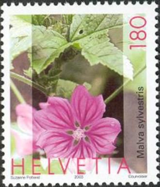 Mallow (Malva sylvestris)