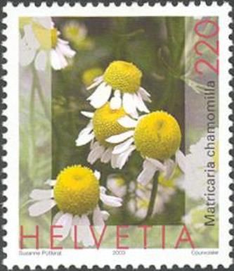 Chamomile (Matricaria chamomilla)