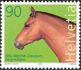 Stallion (Equus ferus caballus)