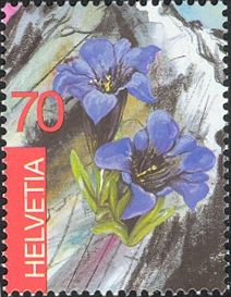 Gentian (Gentiana sp.)