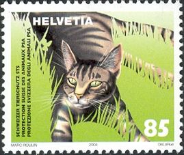 Domestic Cat (Felis silvestris catus)