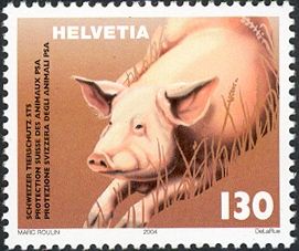 Domestic Pig (Sus scrofa domestica)