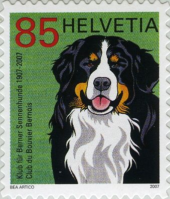 Bernese Mountain Dog (Canis lupus familiaris)