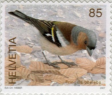 Chaffinch (Fringilla coelebs)