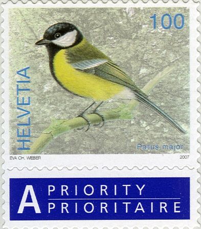 Great Tit (Parus major)
