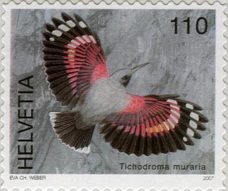 Wallcreeper (Tichodroma muraria)