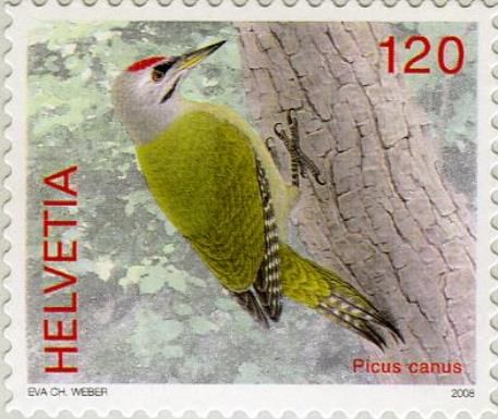 Grey-faced Woodpecker (Picus canus)