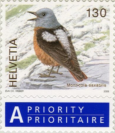 Common Rock Thrush (Monticola saxatilis)