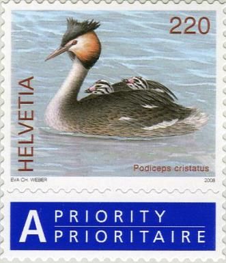 Great Crested Grebe (Podiceps cristatus)