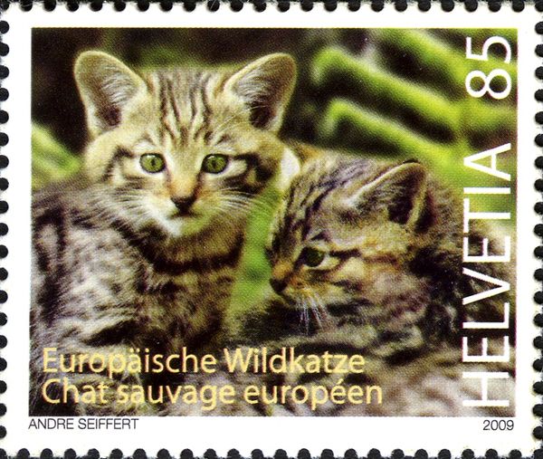 European Wildcat (Felis silvestris silvestris)