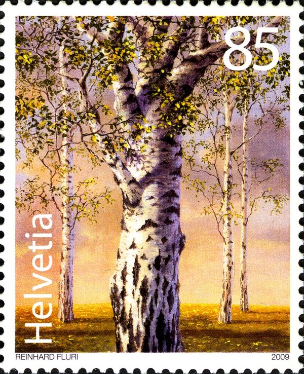 Birch