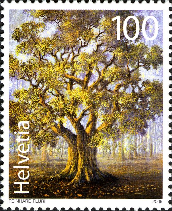 Oak