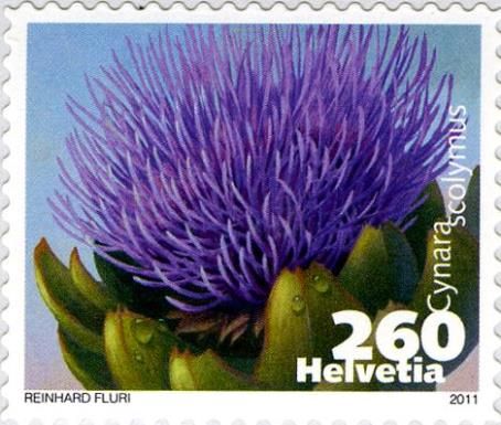 Artichoke (Cynara scolymus)
