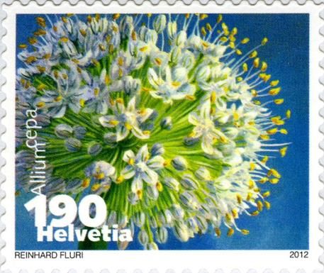 Onions (Alium cepa)