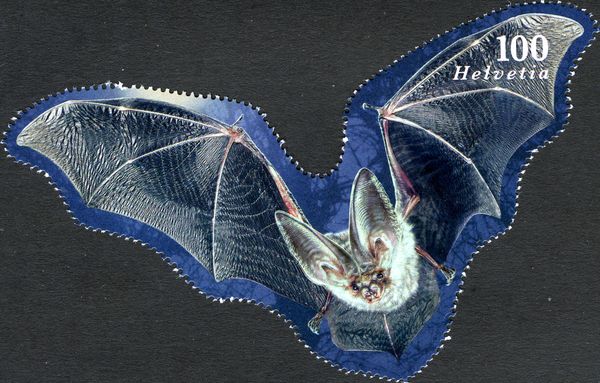 Brown Long-eared Bat (Plecotus auritus)
