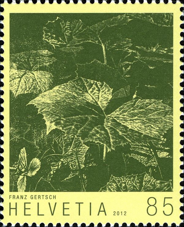 Butterbur