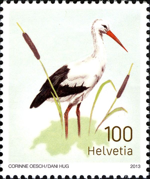 White Stork (Ciconia ciconia)