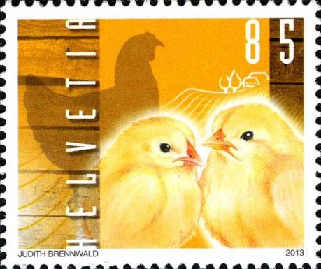 Baby Chicken (Gallus gallus domesticus)