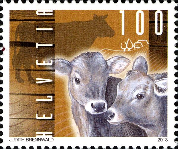 Calves (Bos primigenius taurus)