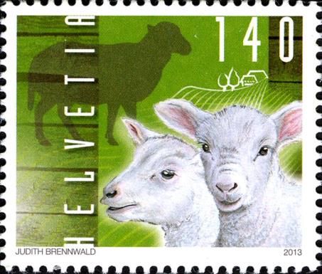 Lambs (Ovis ammon aries)