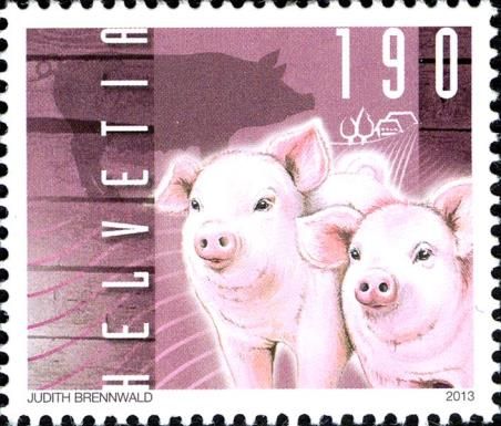 Piglets (Sus scrofa domestica)