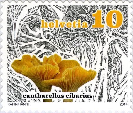 Cantharellus cibarius