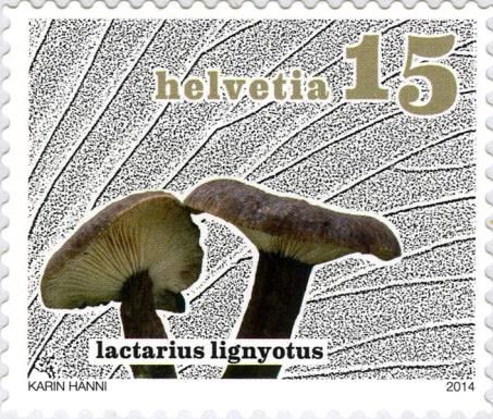 Lactarius lignyotus