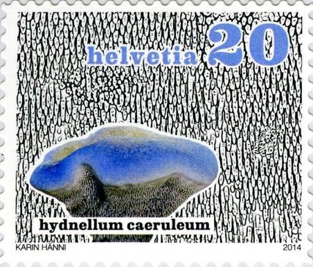 Hydnellum caeruleum