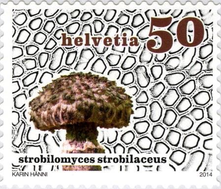Strobilomyces strobilaceus