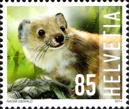 Least Weasel (Mustela nivalis)