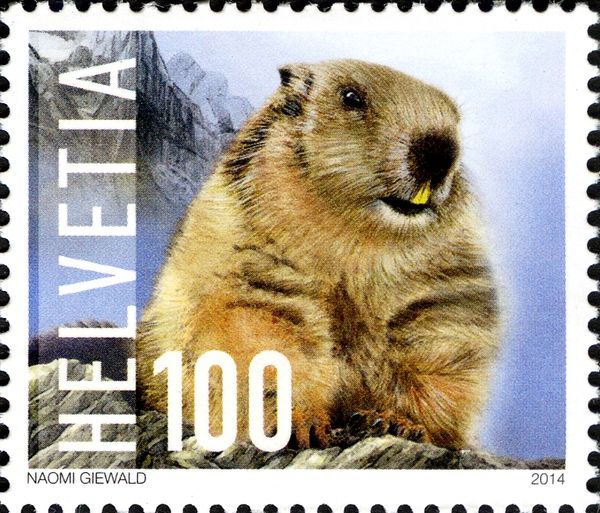 Alpine Marmot (Marmota marmota)