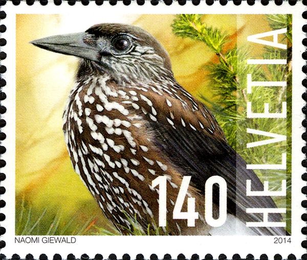 Eurasian Nutcracker (Nucifraga caryocatactes)