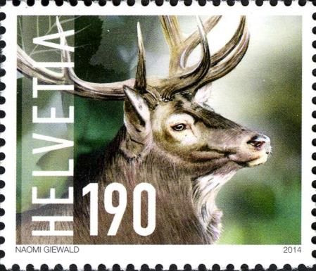 Red Deer (Cervus elaphus)